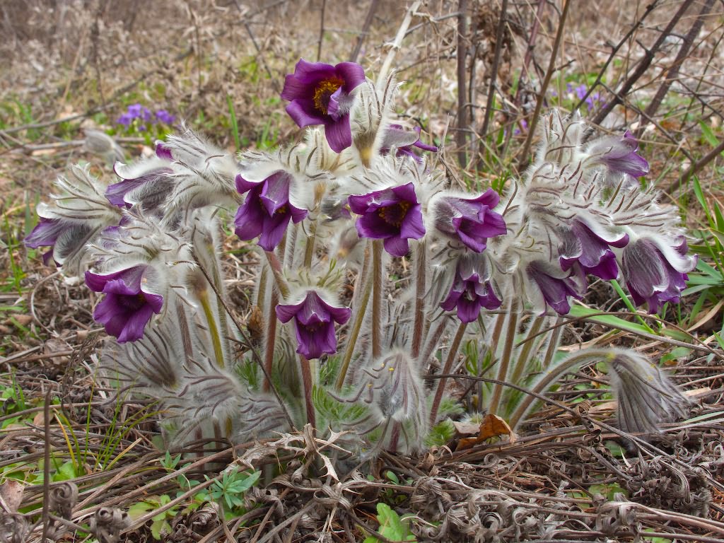 Pulsatilla patens